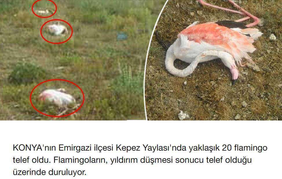 Yıldırımın Adım Gerilimi Etkisi Ciddi Kayıplar